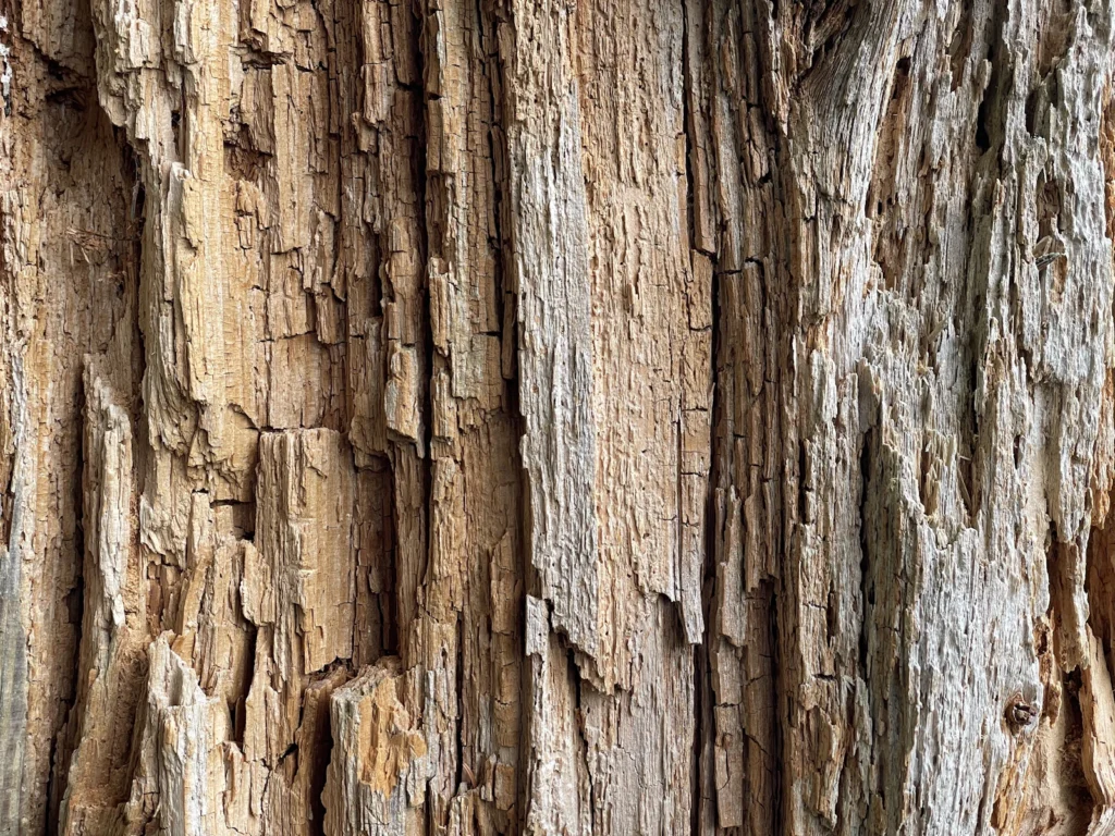 Weathered, decaying wood boards that need repair